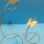 پایه انگور پروانه ای کوچک