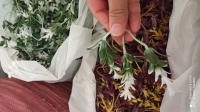 بوته تکی 