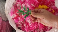 بوته تکی 