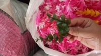 بوته تکی 